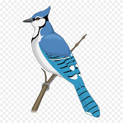 blue jay clipart|blue jay clip art images.